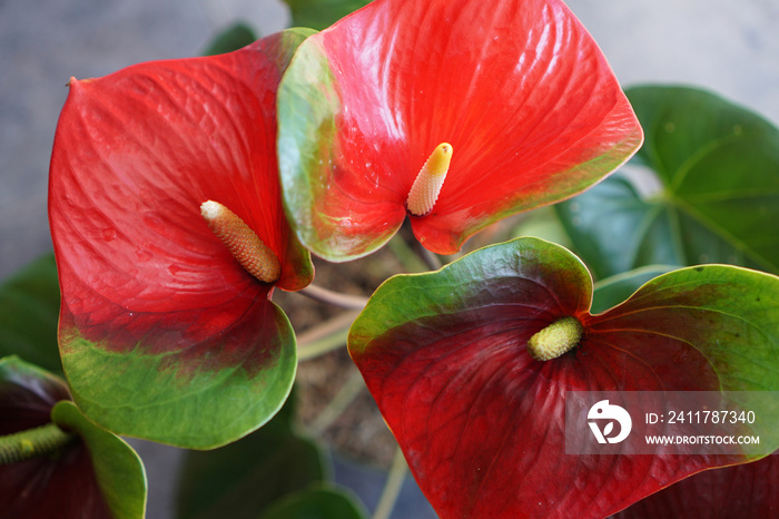 Natural Anthurium Sierra Red. House plant. Flamingo plant.