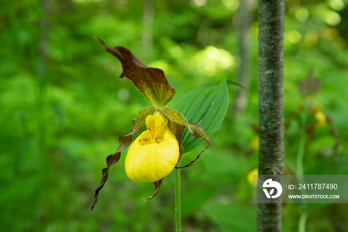 Cypripedium parviflorum - Lady’s slipper orchid in a lush green forest