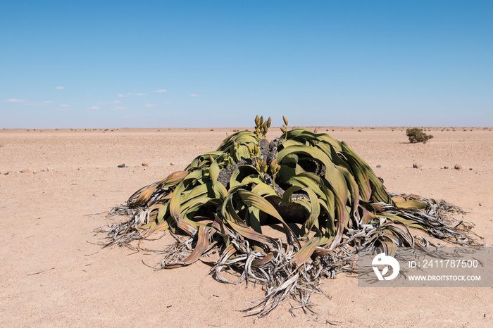 Welwitschia is the national flower of Namibia in Southern Africa