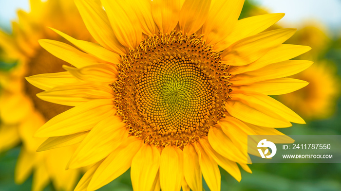 sunflowers in the field close up