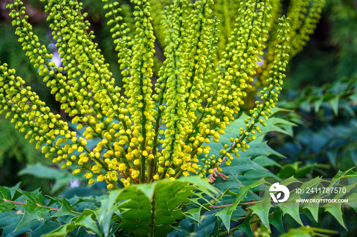 Bright yellow mahonia blooms, a happy splash of fall color, nature background