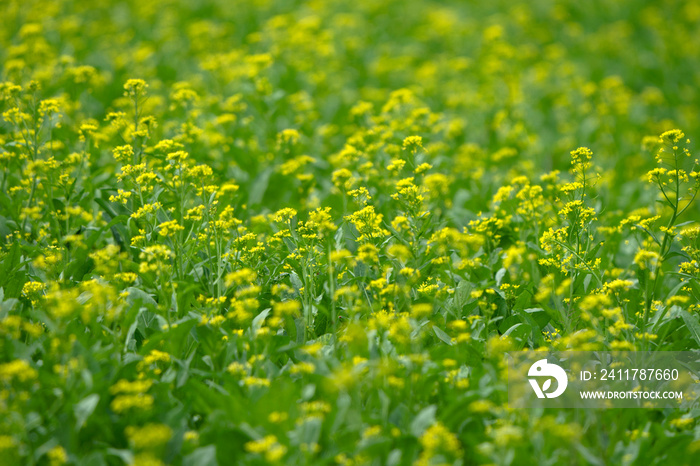 Mustard Greens with flowers Vegetables in Agricultural greenhouse farm.