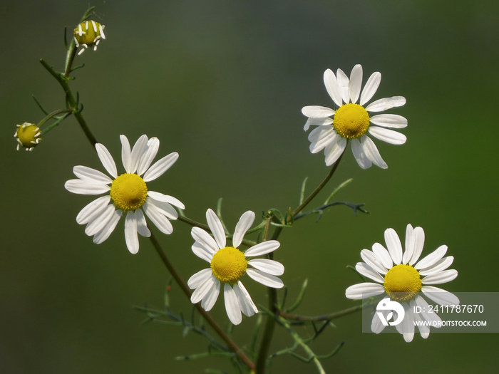 Chamomile (Matricaria chamomilla) or Matricaria recutita, chamomile, camomile, German chamomile, Hungarian chamomile, wild chamomile, scented mayweed, healing medical plant in family Asteraceae