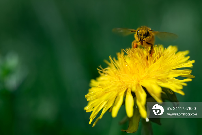 Biene Apis Löwenzahn Blüte Bestäubung Pollen Honigbiene Blume gelb Makro Nahaufnahme Honig sammeln fleißig Taraxacum Imker Frühling Tübingen Wiese Details Staubblätter Farbe