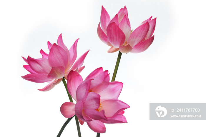 beautiful blooming lotus flower isolated on white background.