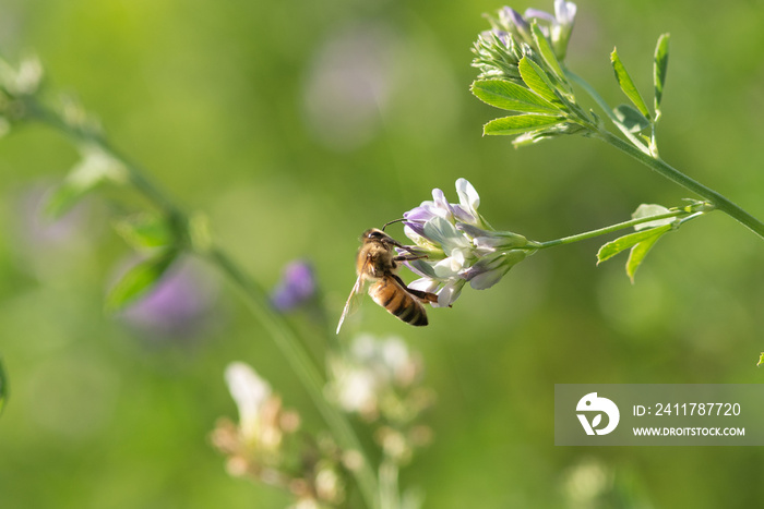 Honey bee pollinates alfalfa flower on natural background