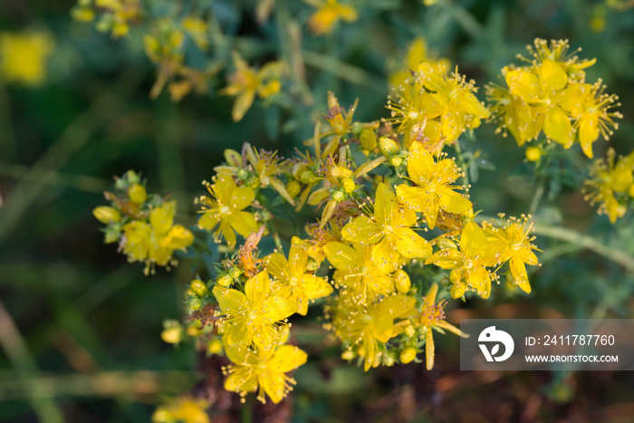 hypericum yellow flowers macro