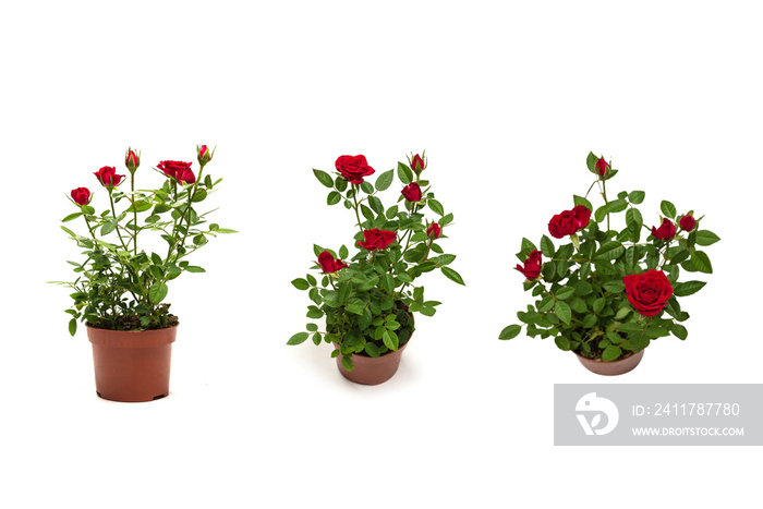 Red roses in a pot isolated on white background.