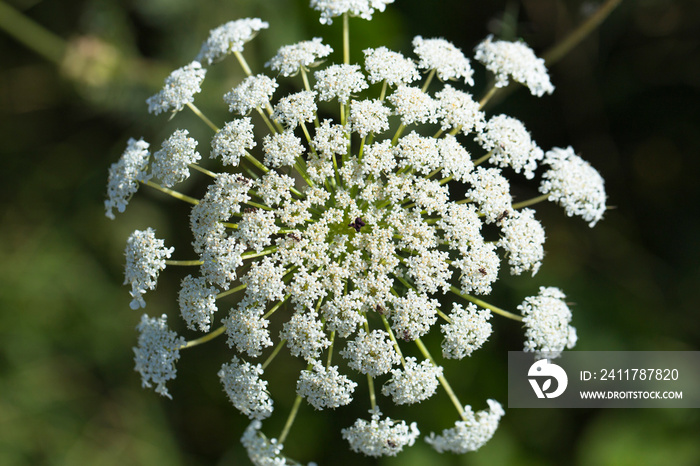 Daucus carota, wild carrot, bird’s nest, bishop’s lace, Queen Anne’s lace, is a white, flowering plant in the family Apiaceae.