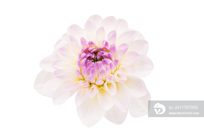 white chrysanthemum isolated