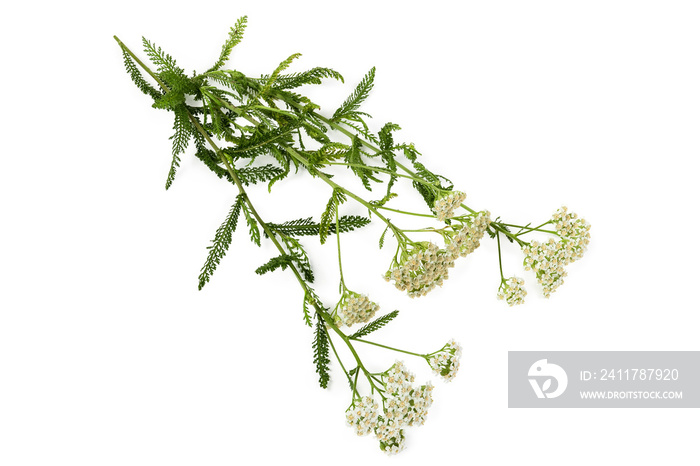 Branches of the flowering yarrow on a white background