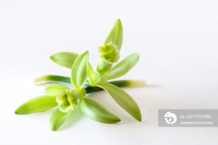 Vanilla flowers isolated on white background, vanilla fargrans (Salish) Ames, Vanilla Planifolia, resource of vanilla flavoring, widely used in the production of perfumes and essential oils