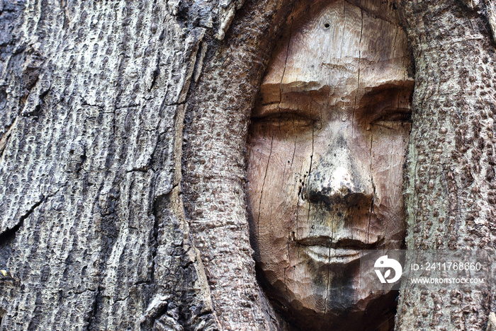 wood carved tree with human face in the tree