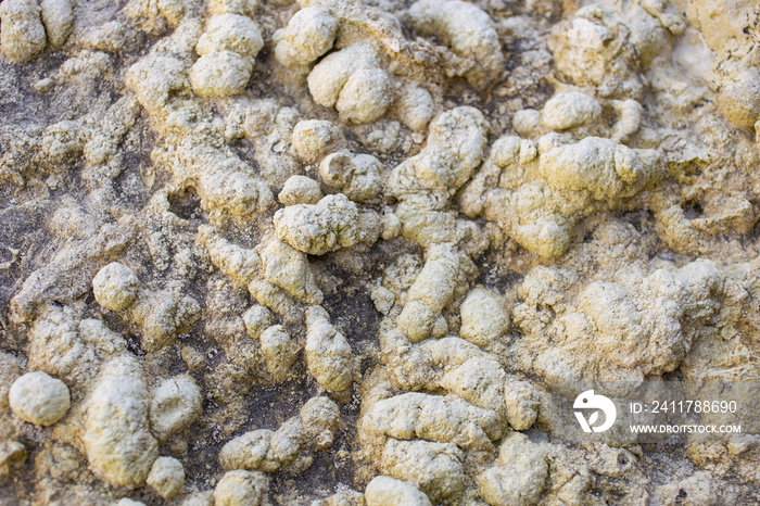 Texture of marine sedimentary rock. Coprolites of the ancient inhabitants of the sea.