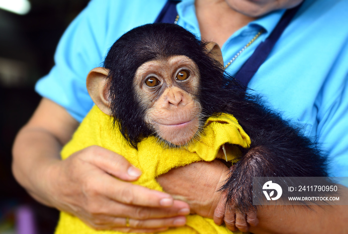 baby chimpanzee ape at the zoo.