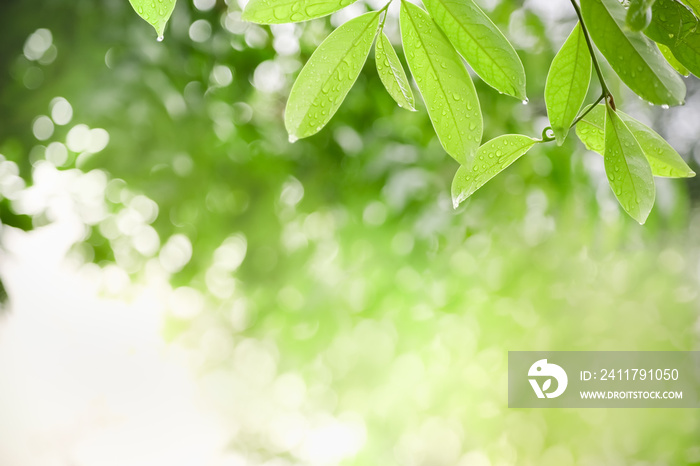 Close up of nature view green leaf with rain drop on blurred greenery background under sunlight with bokeh and copy space using as background natural plants landscape, ecology wallpaper concept.