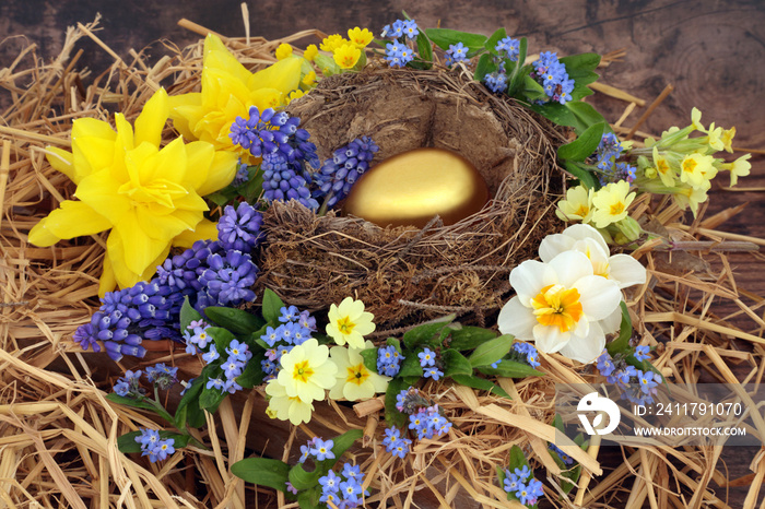 Nest egg for a golden retirement concept with gold egg in a nest with spring daffodils, primroses, forget me not and grape hyacinth flowers on rustic wood background.