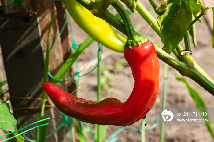 Red hot chili peppers close-up. Capsicum frutescens.