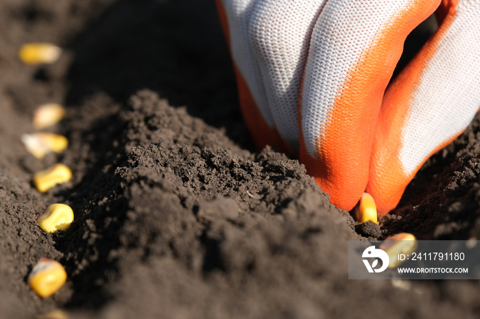 Close up view on farmer hand inprotective glove puts corn seed into the ground. Planting seeds in the ground. Sowing company or agriculture concept