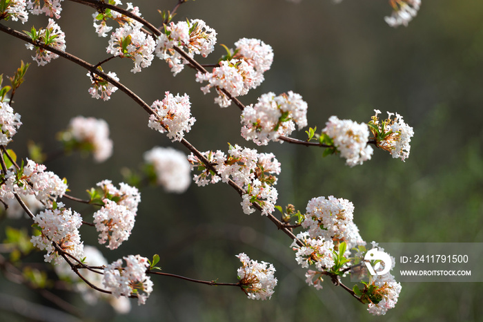 Pink flowers of the blooming shrub Viburnum × bodnantense, Bodnant viburnum.