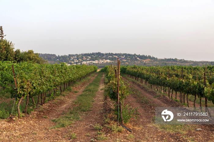 Rows of green vineyards growing in the farmland of the Ayalon Valley between Latrun and Neve Shalom. Israel.