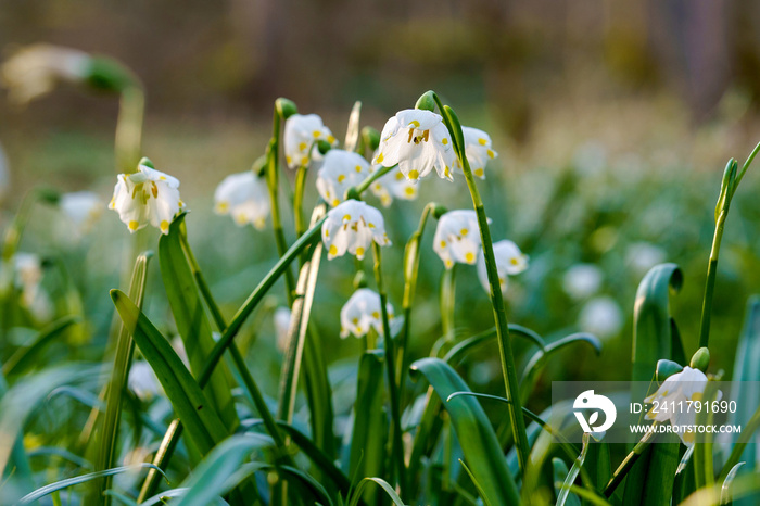 Beautiful blooming early spring snowflake flowers leucojum vernum in a spring forest. Forest floor covered by spring snowflakes German Maerzenbecher, lat. Leucojum vernum