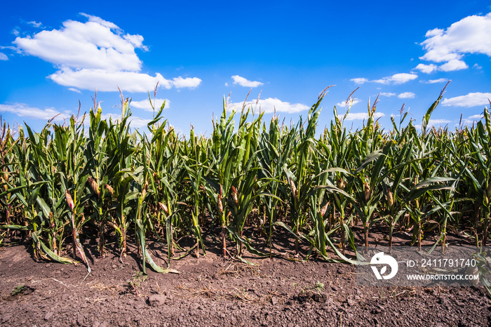 Corn field is damaged and drying because of long drought in summer.