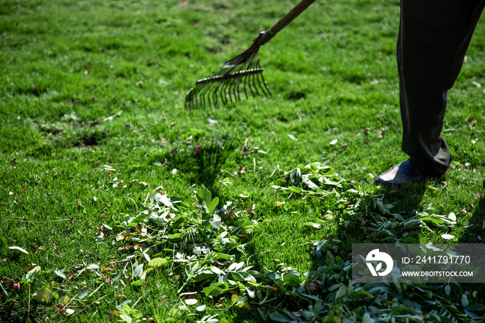 The gardener cleans the garden with a fan rake.