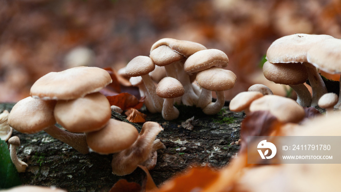 Armillaria mellea honey fungus. Eating mushrooms growing on wood.