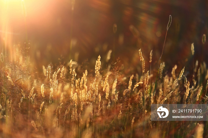 summer seasonal field sun background bokeh grass sunset abstract