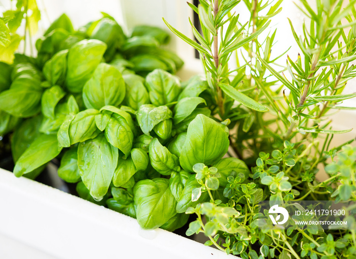 Mixed fresh aromatic herbs growing in pot, urban balcony garden with houseplants closeup