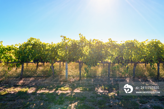 Coonawarra vineyards along the Riddoch Hwy