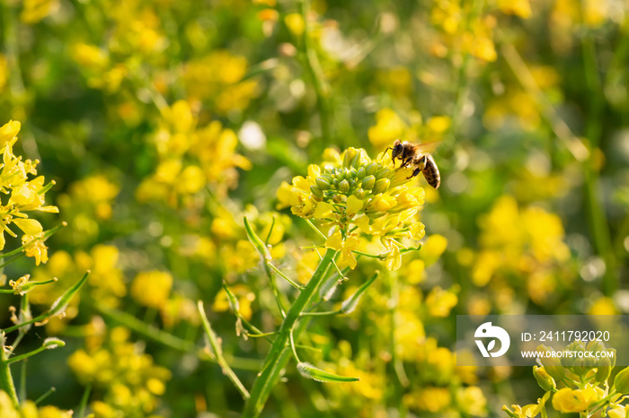 yellow mustard flowers with bee