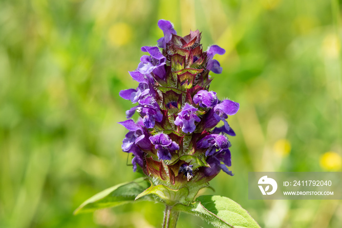 Macro shot of a woundwort (prunella vulgaris) flower in bloom