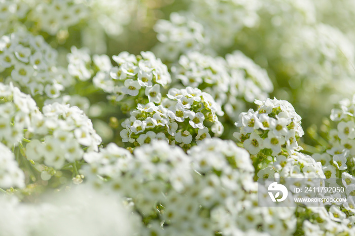 white flowers of Lobularia maritima