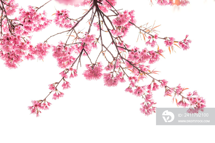 cherry blossom isolated white background