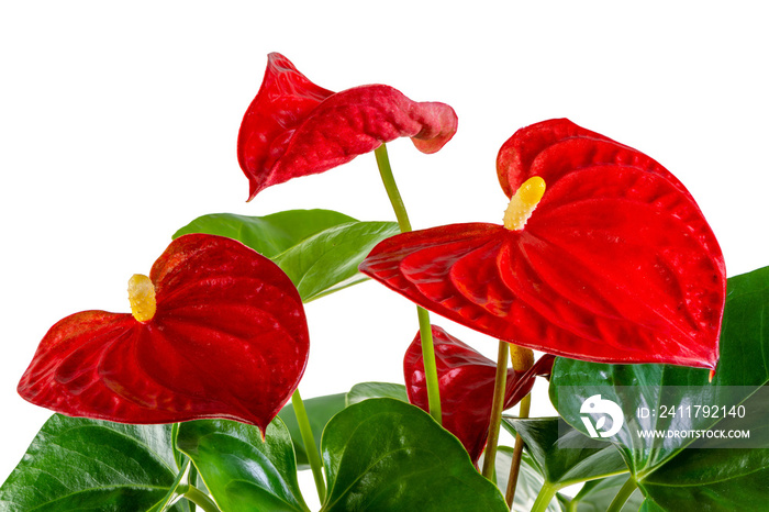 Isolated red flamingo flower (anthurium) blossom
