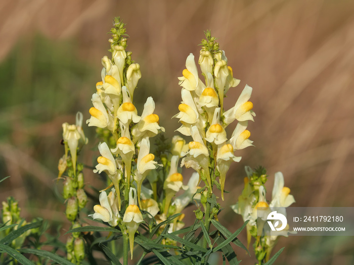 Yellow flower of common toadflax or butter-and-eggs. Linaria vulgaris