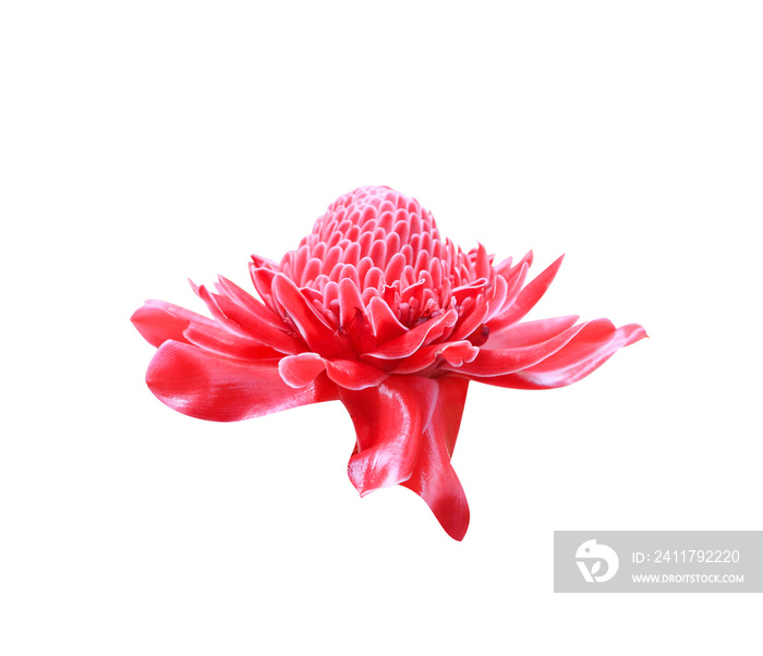 Colorful red etlingera elatior flower blooming or torch ginger ornamental isolated on white background with clipping path