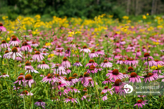 Field of wildflowers