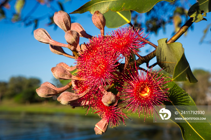 Red gum eucalyptus gum tree flowers against blue sky.