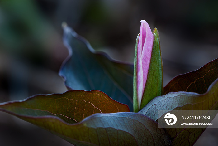 Great white trillium (Trillium grandiflorum) blossom emerging