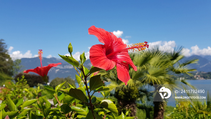 Red hibiscus flower in front of view on lake Como Italy