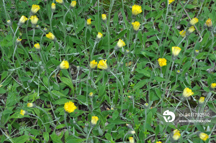 Pilosella officinarum grows in the wild