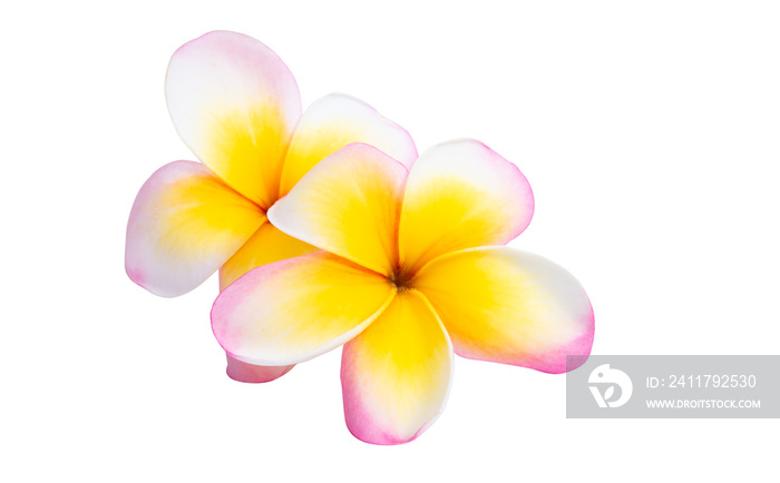 frangipani flower isolated