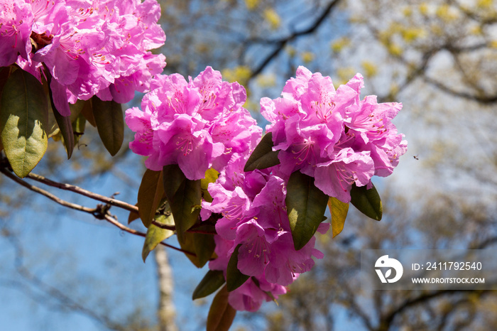 Colorful Rhododendron blooming flowers. Fresh pink, violet flowers of a very popular spring  national flower of Nepal, the state flower of Washington and West Virginia. Brightly colored flowers