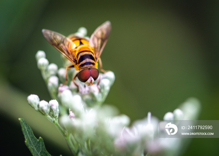 Northern Plushback syrphid fly along the nature trail in Pearland, Texas!