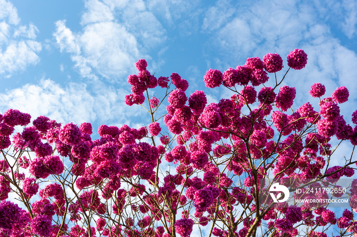 Beautiful bottom view of purple ipe tree on sunny day with blue sky in the background.