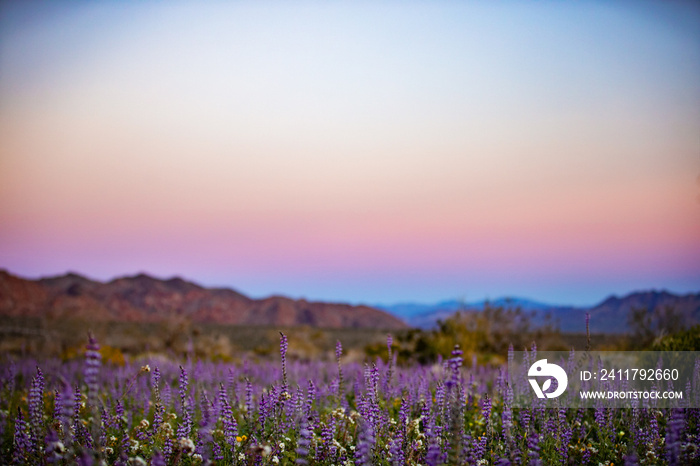 lavender sunset