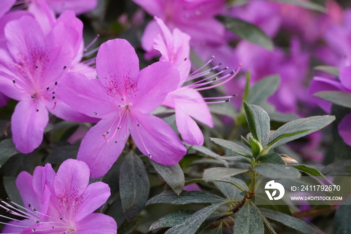 Blooming azaleas in the botanical garden, blossoming flowers on the bushes in greenhouse